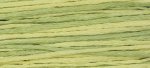 (image for) Citronella